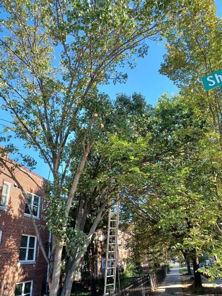 Joma Lawn & Tree Care