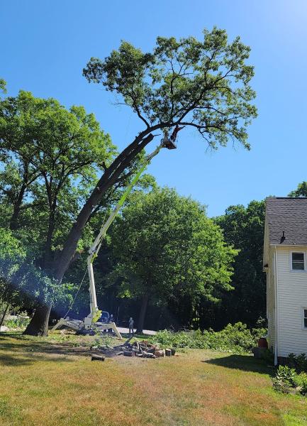 Knoll & Sons Tree Service