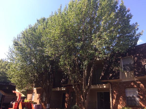 AAA Tree Service