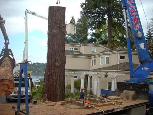P and D Tree Service
