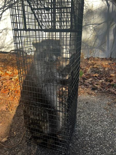 Expert Wildlife Removal