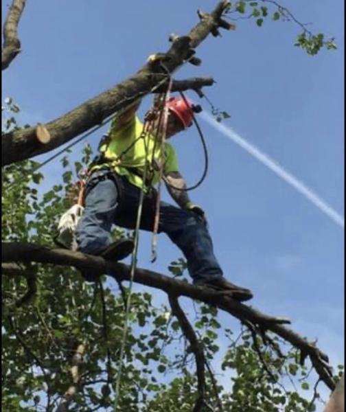 Arbor Vita Tree Service