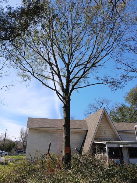 Gulf Coast Tree Removal