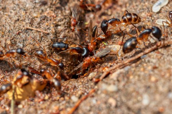 Keith's Termite & Pest Control LLC