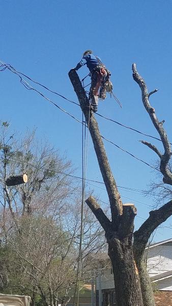 Payton Tree Service