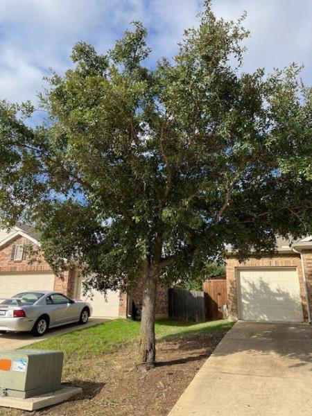 Golden Tree Maintenance