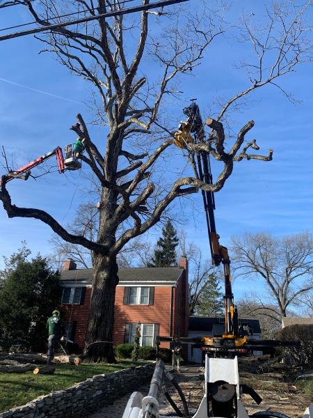 Arbor Care Tree & Landscaping