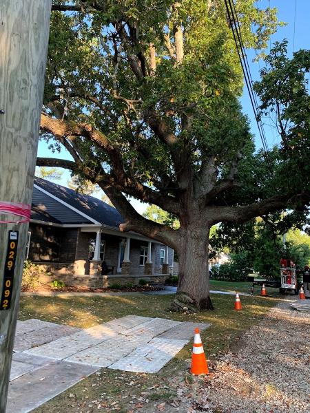 Arbor Care Tree & Landscaping