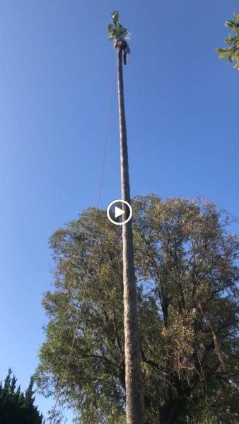 Hi-Quality Tree Service