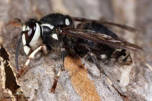 On the Spot Pest Control