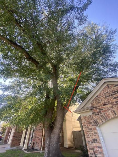 Express Tree Trimming