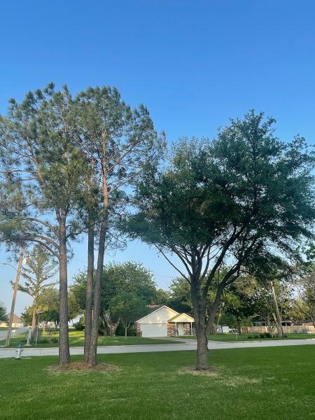 Care Green Dallas Tree Service