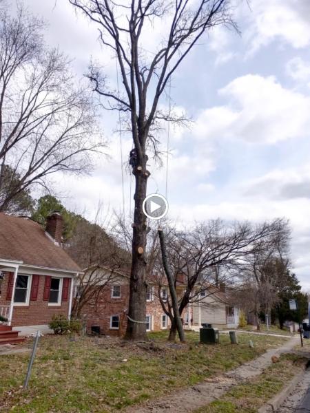 4-CO Tree Service