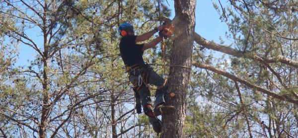 Southern Roots Tree Care