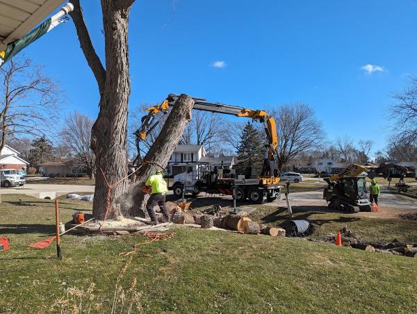 Dorshak Tree Specialists