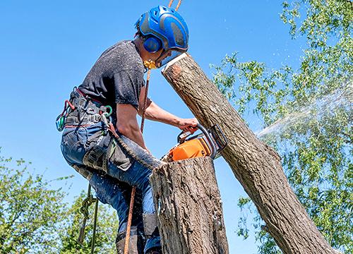 Citrus Heights Tree Service