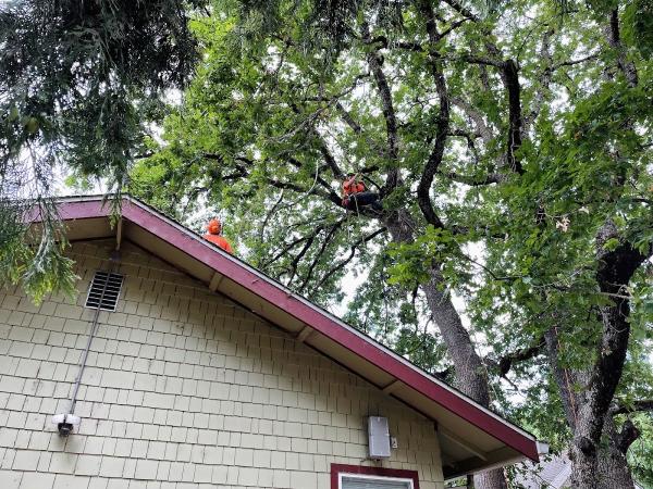 Community Arborist