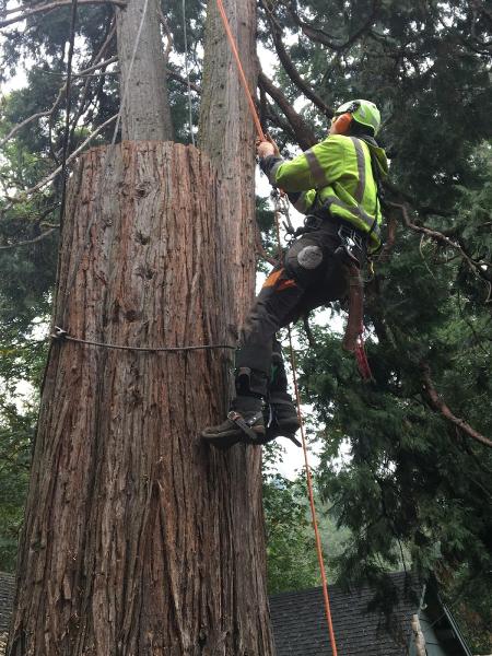 Community Arborist