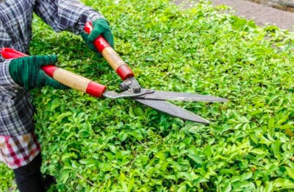 Chino Hills Pro Landscapers