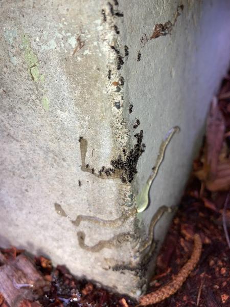 Bigfoot Pest Management LLC