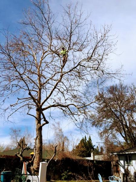 Arborsmith Tree Professionals