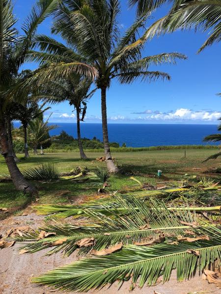 Purpose Palm and Tree Care LLC