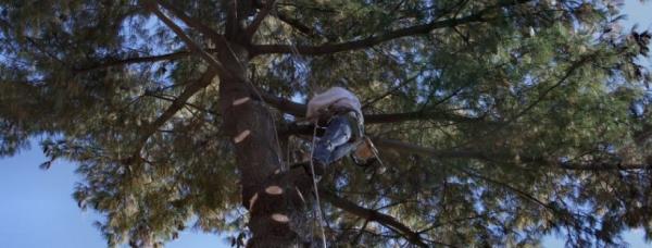 Stockbridge Tree Service