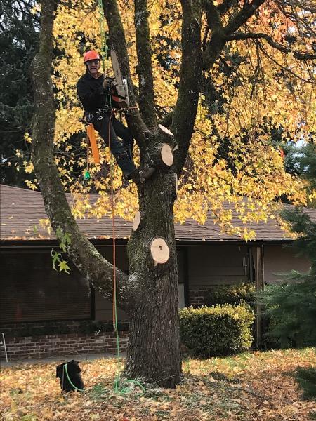 Tree Masters