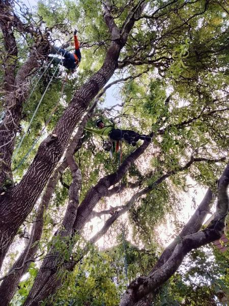 Tree Masters