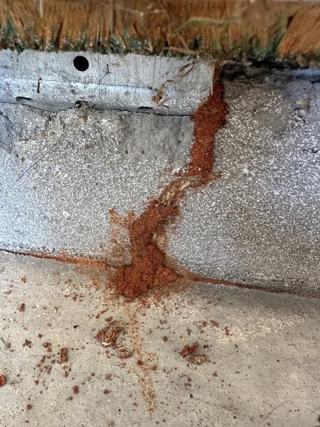 A+ Termite & Pest Control
