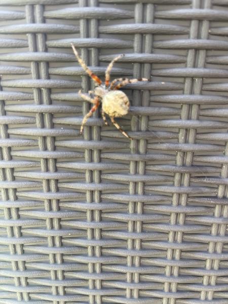 A+ Termite & Pest Control