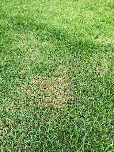 Evergreen Lawn & Pest Control
