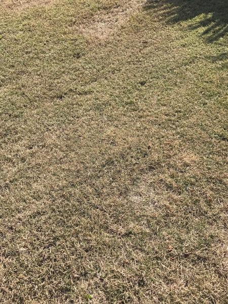 Evergreen Lawn & Pest Control