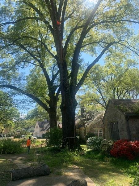 Spruce Up Tree Care