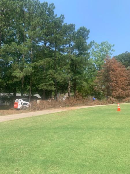 Spruce Up Tree Care