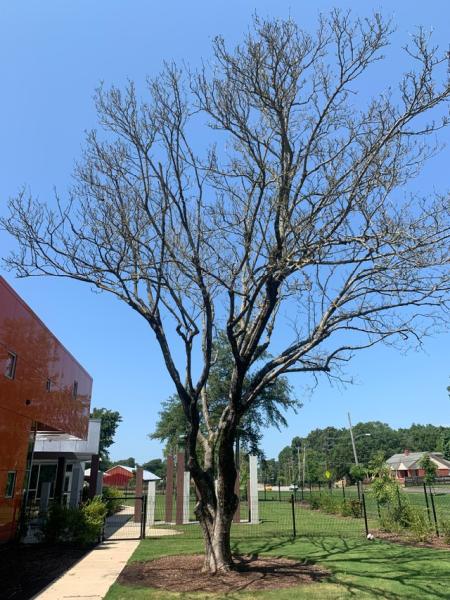 Spruce Up Tree Care