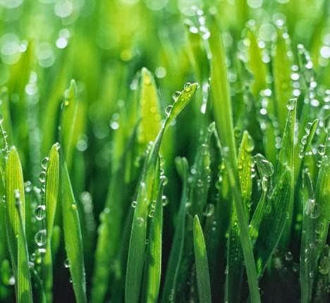 Cititurf