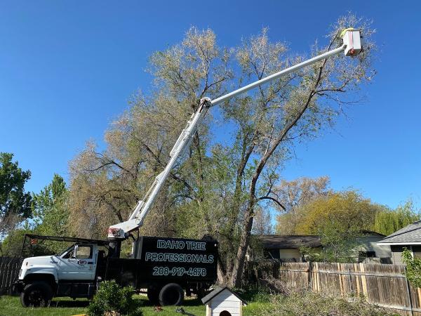 Idaho Tree Professionals