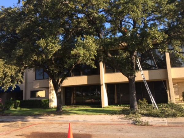 Javier Tree Services