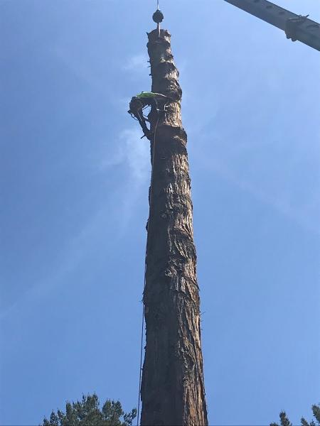Zen Tree Services