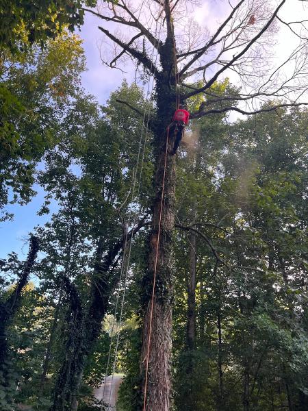 Woodmen's Tree Service LLC
