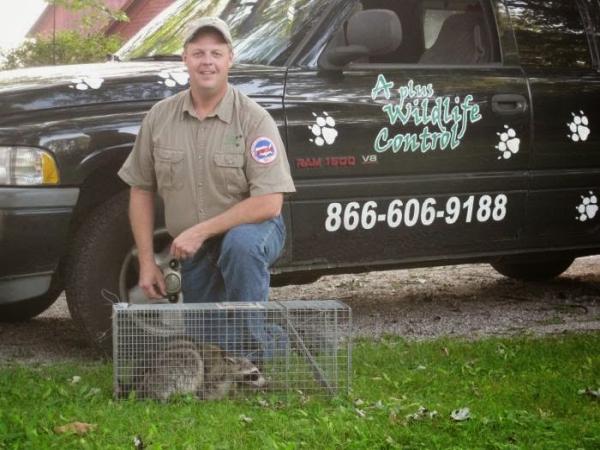 A Plus Wildlife Control