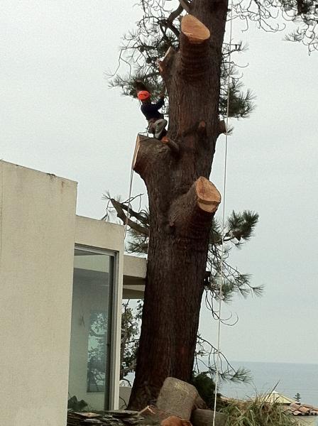 Vaca Tree & Land Care