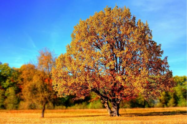 Coastal Tree Service