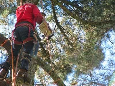Coastal Tree Service