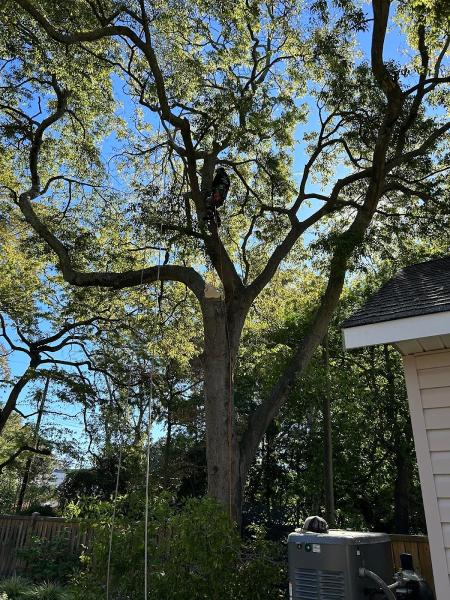 The Tree Masters
