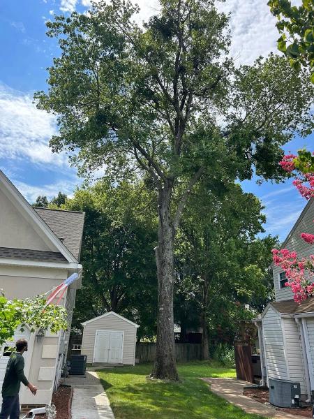 The Tree Masters