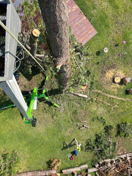 The Tree Masters