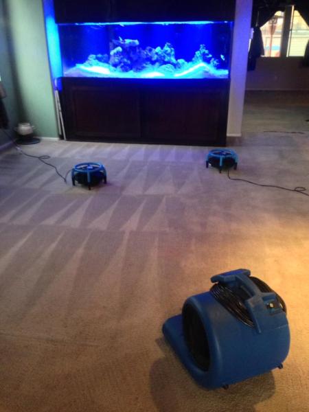 DVA Carpet Cleaning