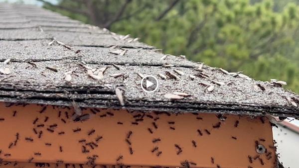 A.P. Pest Control.
